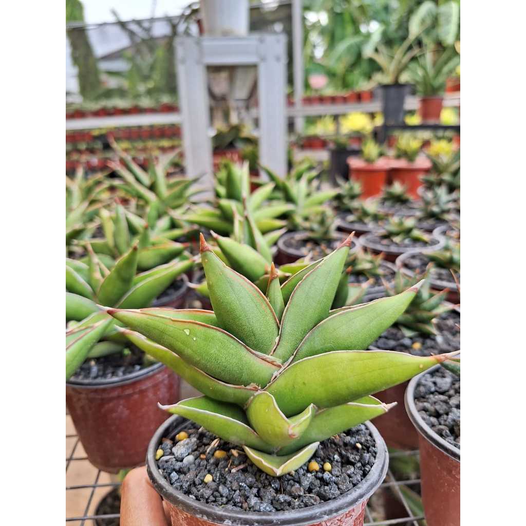 sansevieria/sansivera  rorida X boncel