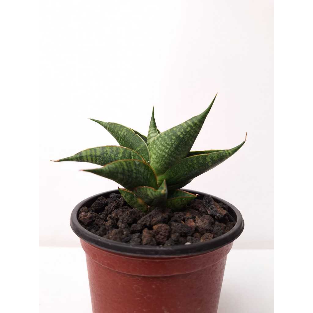 sansevieria / sansivera hybrid sindoro