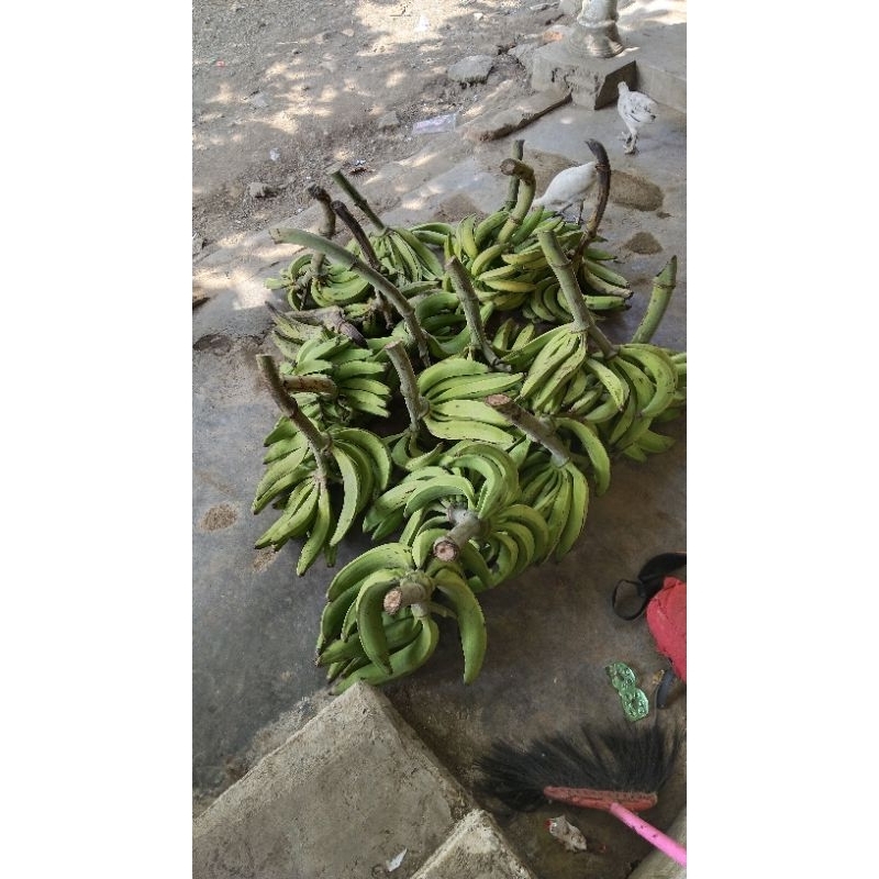 

pisang tanduk/pisang agung