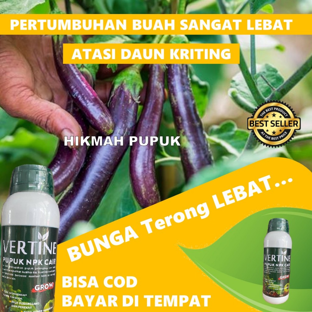 Obat Semprot Terong, Cabe Rawit Tumbuh Lebat dan Tanpa Rontok Terong BIAR BESAR DAN LEBIH BANYAK isi