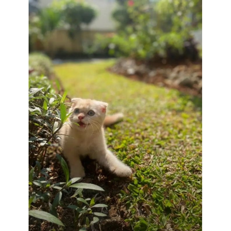 KUCING KITTEN SCOTTISH FOLD || KITTEN SF