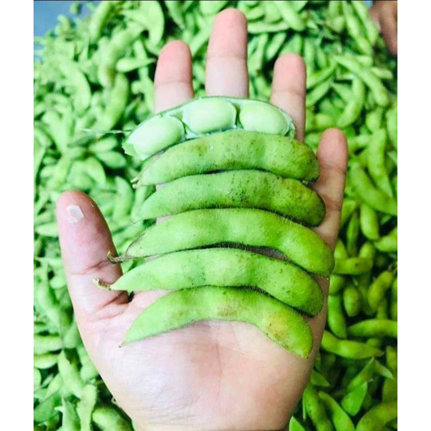 

Edamame Frozen 500gr