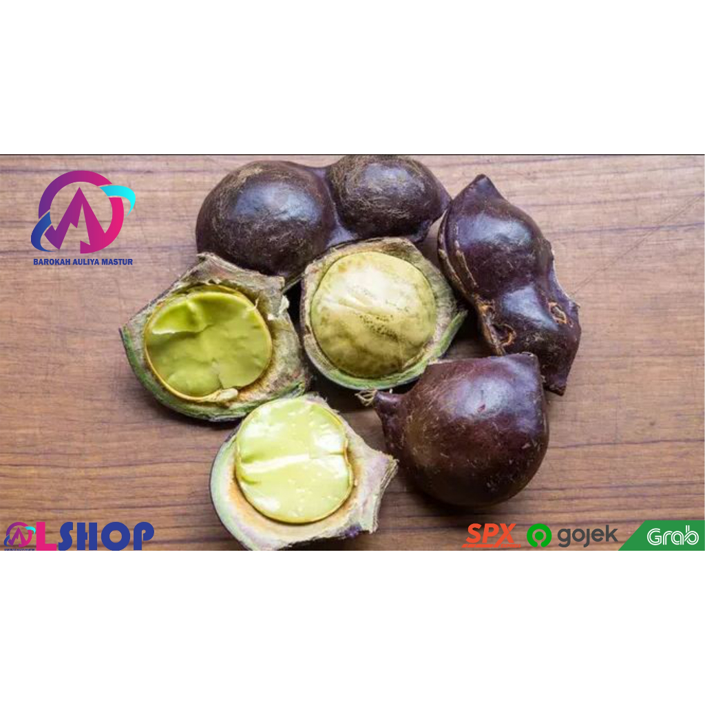 

Jengkol Kulit Jariang Fresh 10 Butir Lalapan Murah Sayuran BAM Pasar Murah Online Padang