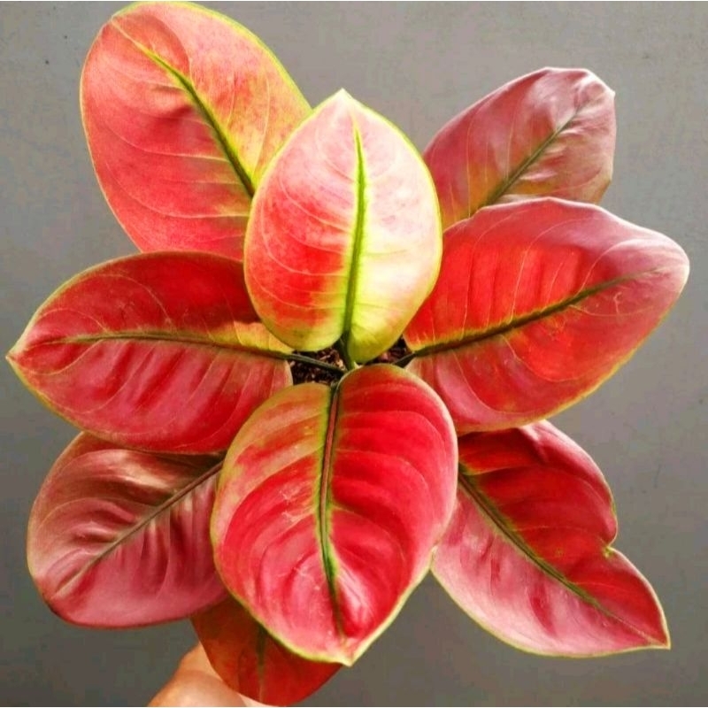 Ayunindi Aglonema Ayunindi Merah Mutasi Tanaman Hias Aglonema Aglaonema Ayunindi Merah Mutasi Merah 