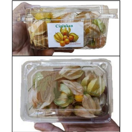 

Buah Ciplukan morel berry cecendet yoryoran keceplokan