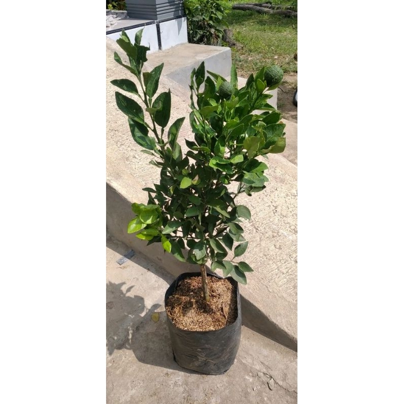 Bibit Jeruk Dekopon Asli Sudah Berbuah