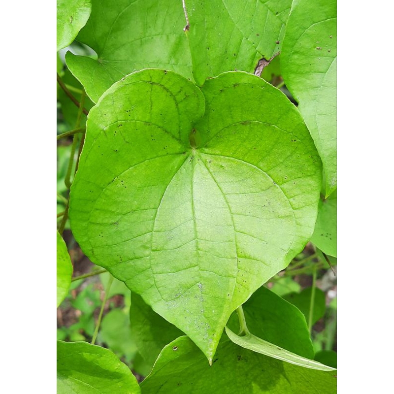 

50 lembar daun gembili segar fresh petik.