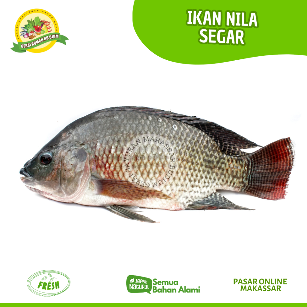 

SAYUR SAYURAN IKAN NILA SEGAR PER KG FRESH MURAH PASAR ONLINE MAKASSAR