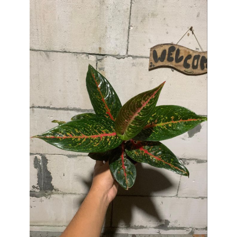 aglaonema hot lady