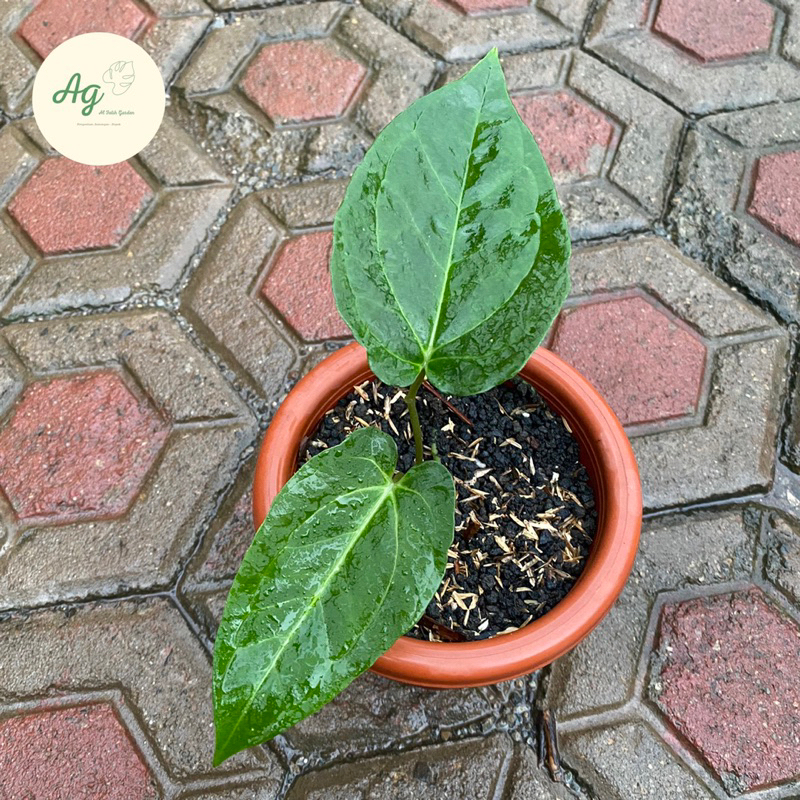 anthurium papillilaminum fortsherman x warocqueanum(Alfabert)