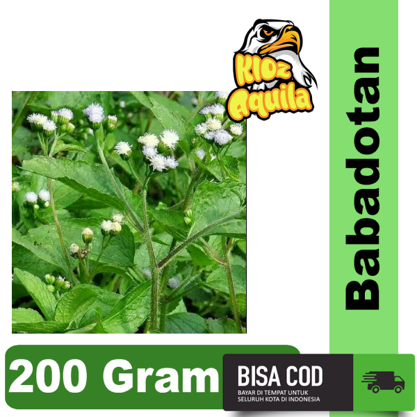 

200gr DAUN BANDOTAN SEGAR Daun BABADOTAN KISTA ASAM URAT DIABETES Fresh 200 gr