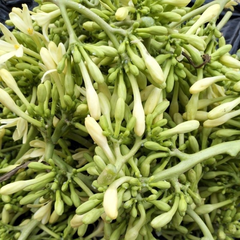 

Bunga Pepaya Segar Dadakan 500Gram Atau Carica Pepaya
