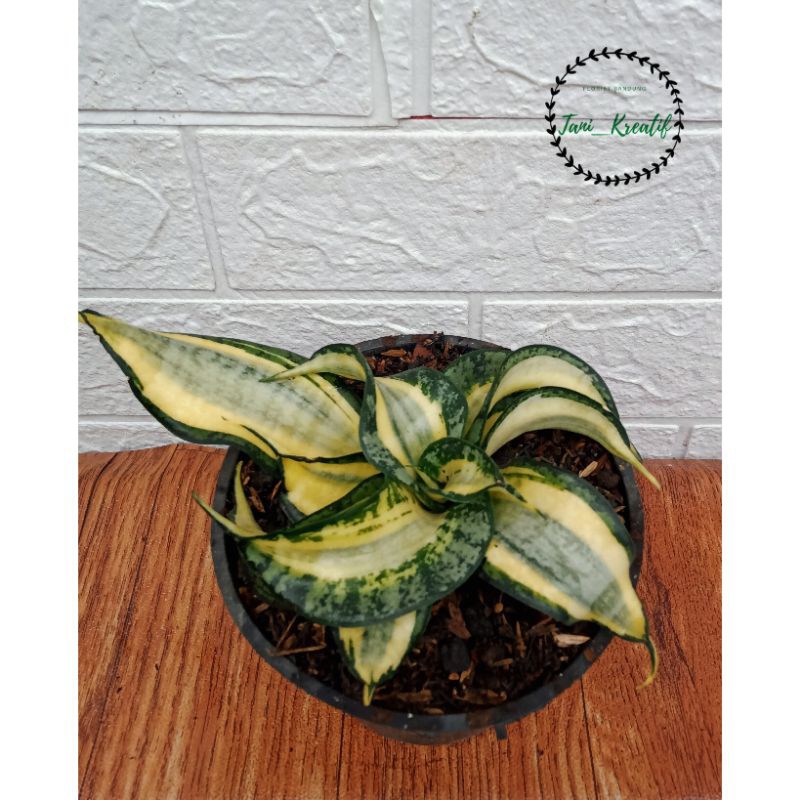 Sansivera Golden Wendy