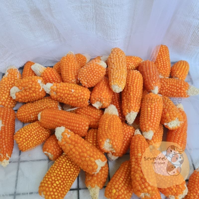 

500 gr jagung Mini | mini corn | hamster natural chewing | jagung kristal | jagung unyil 1 kg