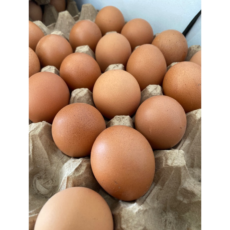 

Telur Ayam Negeri ISI 10 BUTIR