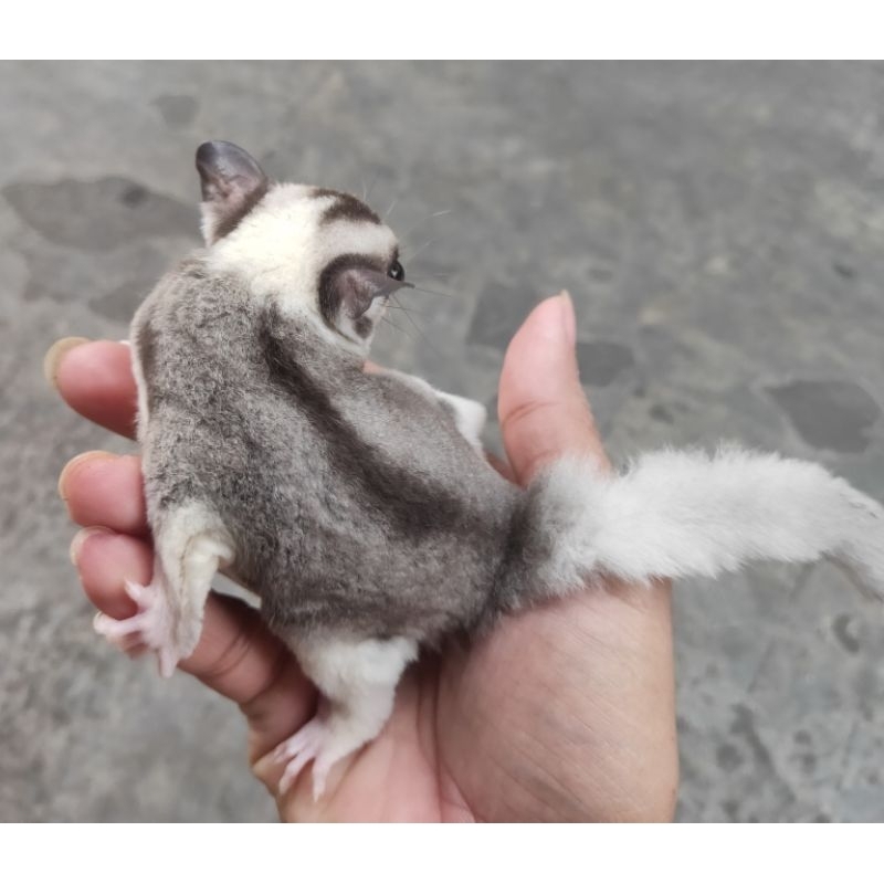 Sugar Glider Mozaik / SG Mosaic