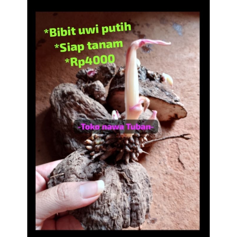 bibit uwi putih/uwi legi/uwi Tuban siap tanam