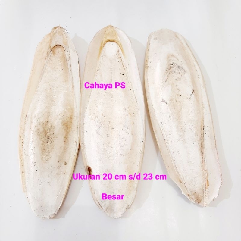 Tulang Sotong ukuran 20 s/d 23 cm ( harga 1 pcs )