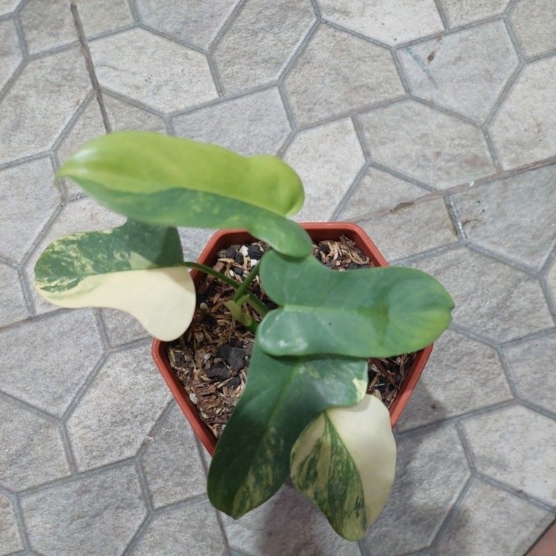 violin variegata