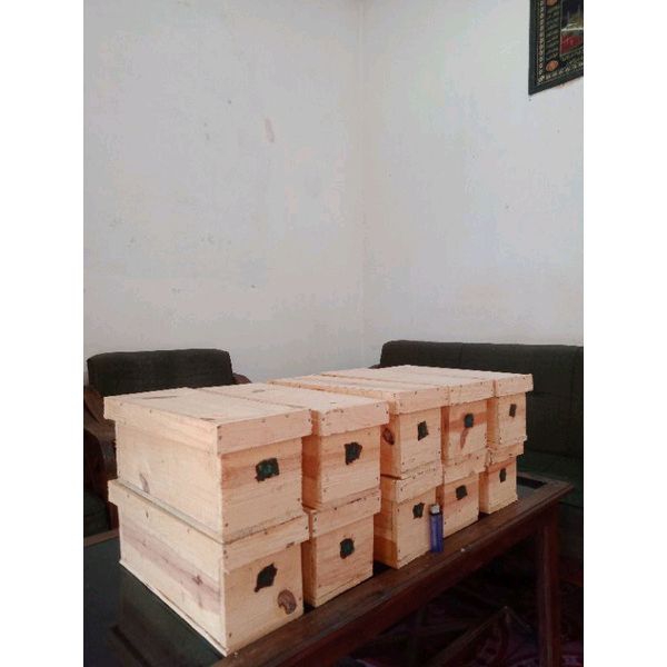 

Koloni lebah madu Klanceng/ kelulut/ trigona