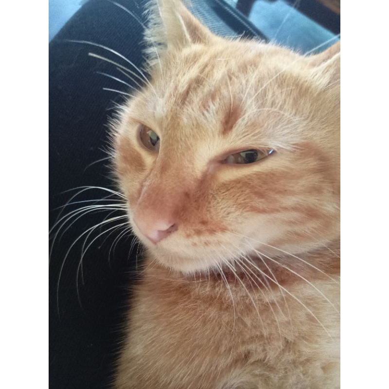 

gambar kucing