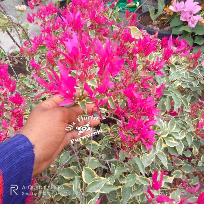 Bougenville buterflay merah varigata