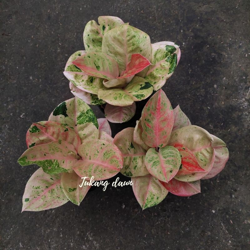 aglonema emerald mutasi