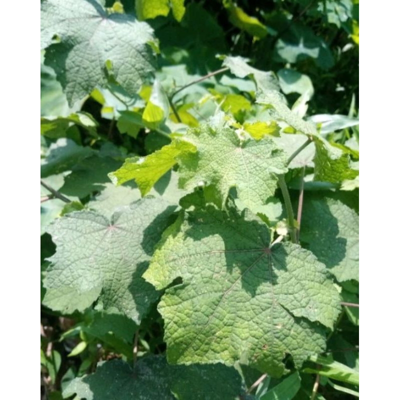 

Daun Pulutan Daun Pungpurutan Segar 500Gram