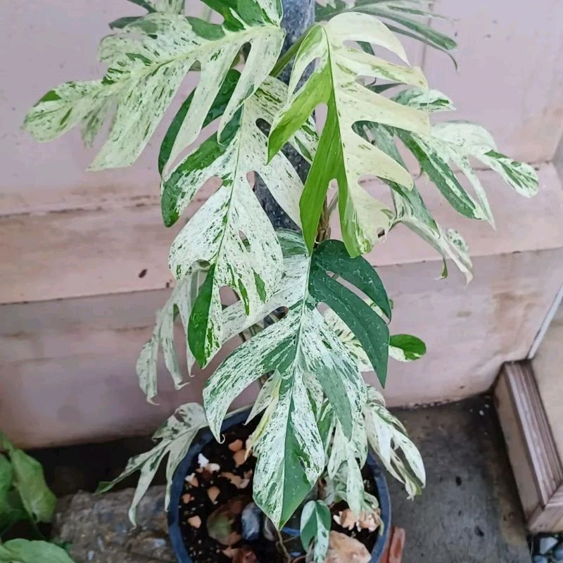 *PROMO* Epipremnum Marbel Varigata/ Marbel Varigata/ Marbel Daun Pancing