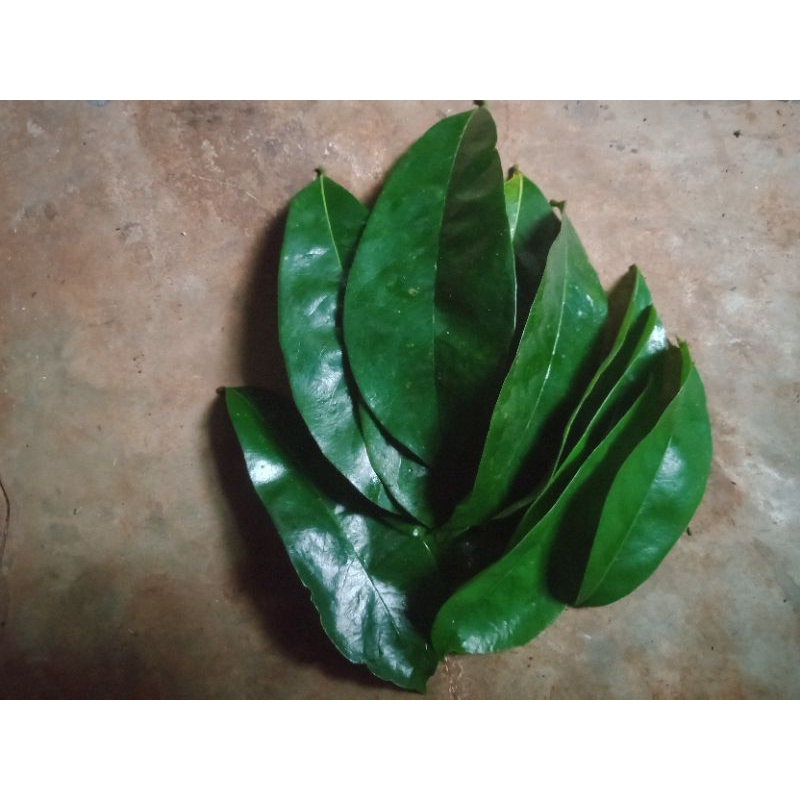 

daun sirsak /50lembar