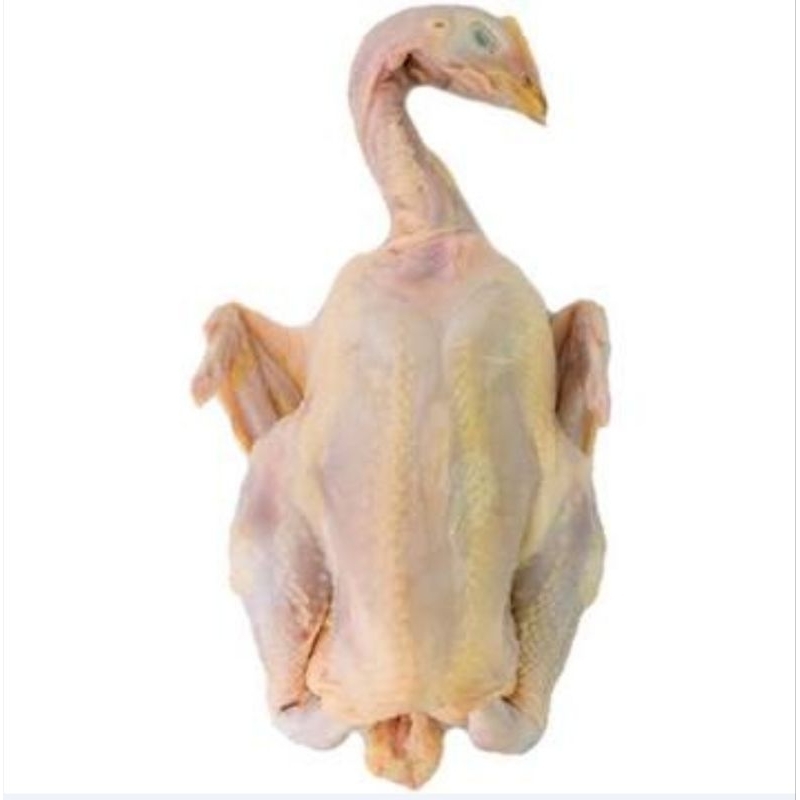 

Ayam Kampung Asli (Uk.Tanggung)