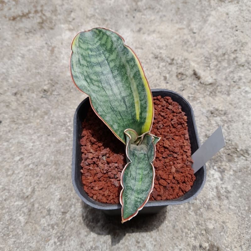 Sansevieria Dragon Jade varigata