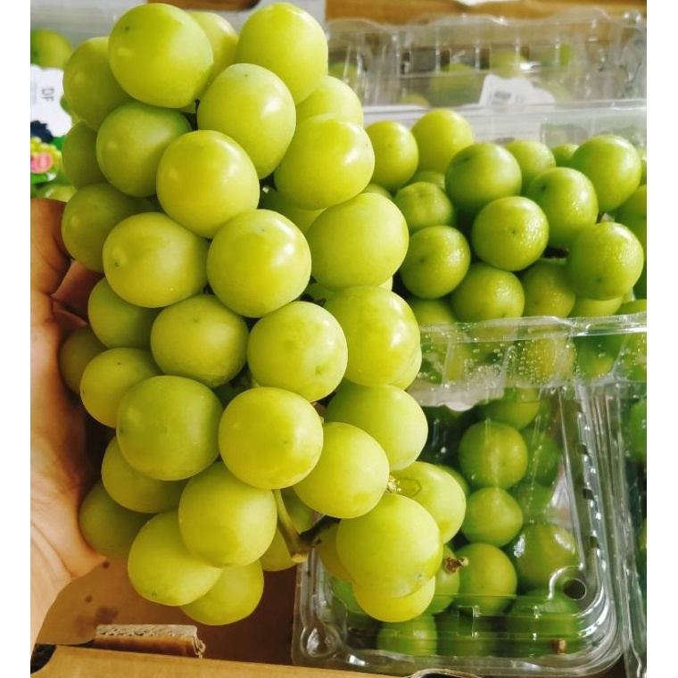 

ANGGUR HIJAU SHINE MUSCAT MANIS TANPA BIJI