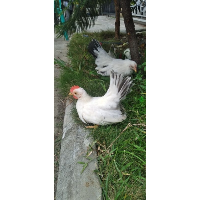 ayam kate chabo anak