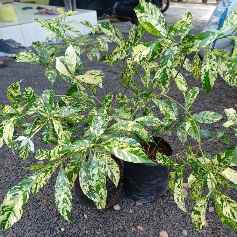 MELATI ROMBUSA PUTIH