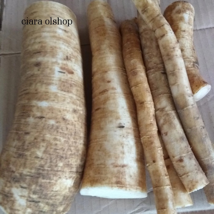 

Akar Pohon Pepaya Segar 1 Kg / akar pepaya herbal alami