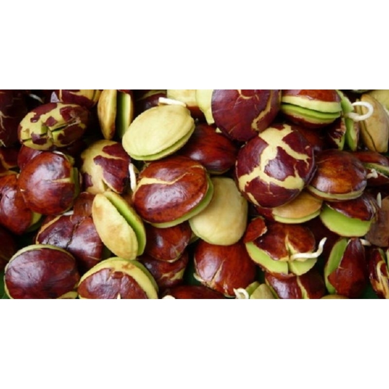 

Jengkol tua 1kg