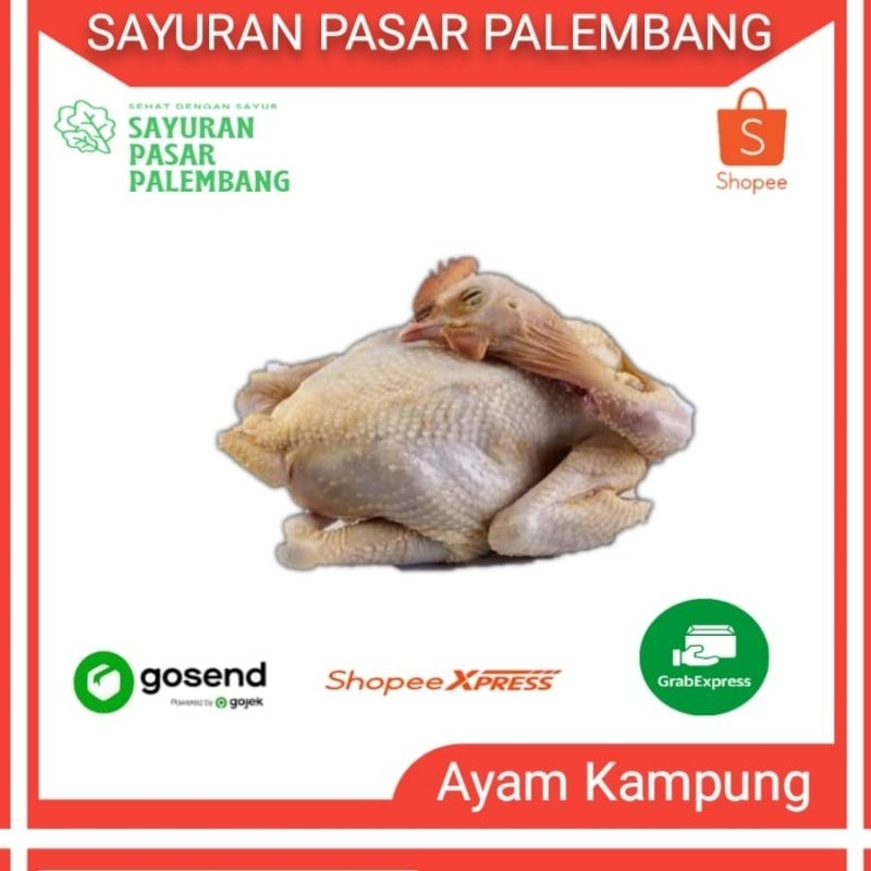 

Ayam Kampung 1 Ekor - Sayuran Pasar Palembang
