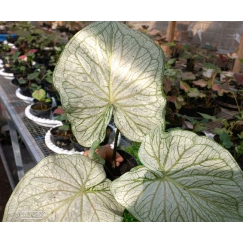 Caladium white Jaguar~Keladi white Jaguar