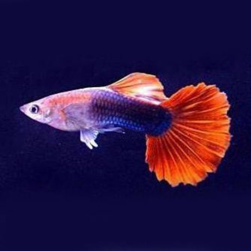 Guppy HB RedRose Tail - Hiasan Aquarium