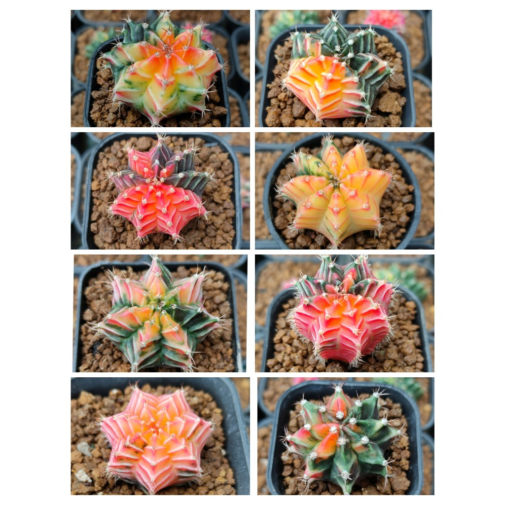 gymnocalycium mihanovichii variegata