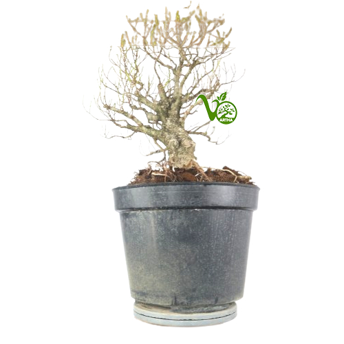 Bonsai Kimeng (ficus microcarpa) no8
