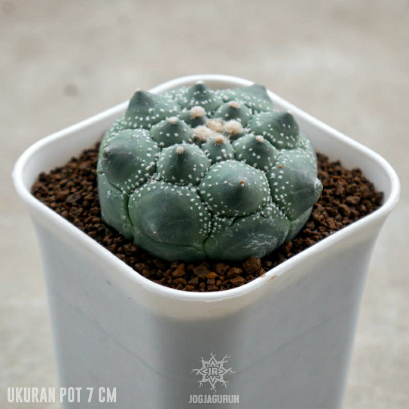 Astrophytum Kikko Kabuto Durian