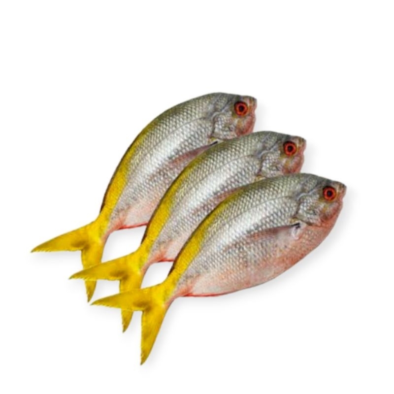 

ikan ekor kuning segar