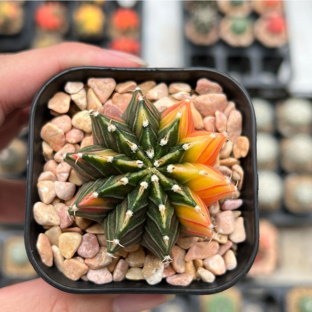 Kaktus Gymnocalycium LB Hybrid Varigata Seedling #5