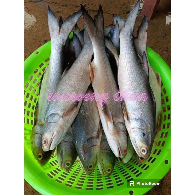 

Ikan Kuro Segar senangin harian 1kg