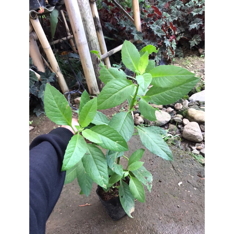 bibit tanaman sambung nyawa | sambung nyawa | obat herbal