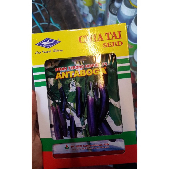 오 benih terong antaboga ㊕