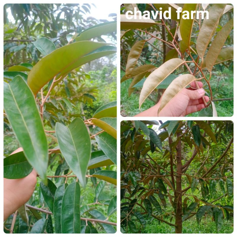 entres durian duren super tembaga etres mata tunas untuk okulasi asli bangka