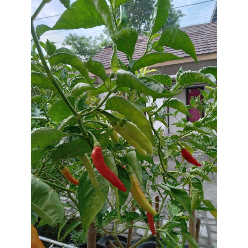 

Cabe segar (10 pcs)
